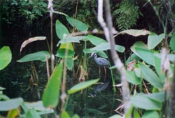 Yellow-Crowned Night Heron