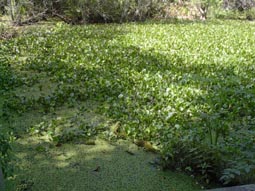 Aquatic Plants