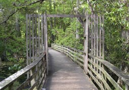Wood Stork Nesting Area 