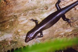 Southeastern Five-lines Skink