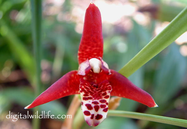 Maxillaria tenuifolia