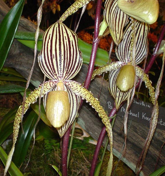 Paphiopedilum Michael Koopowitz