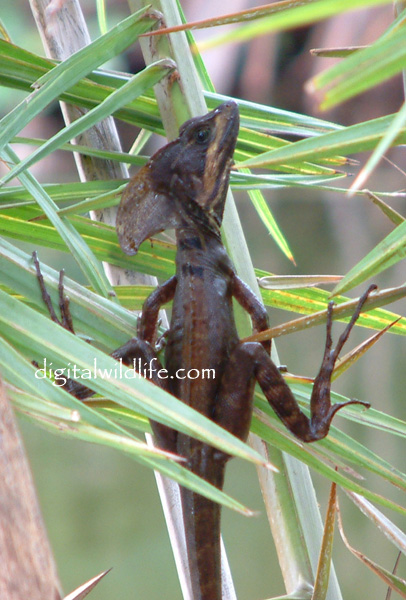Brown Basilisk