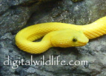 Eyelash Viper