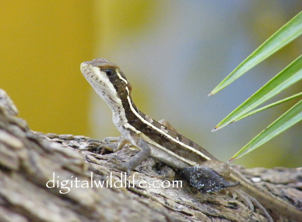 Striped Basilisk