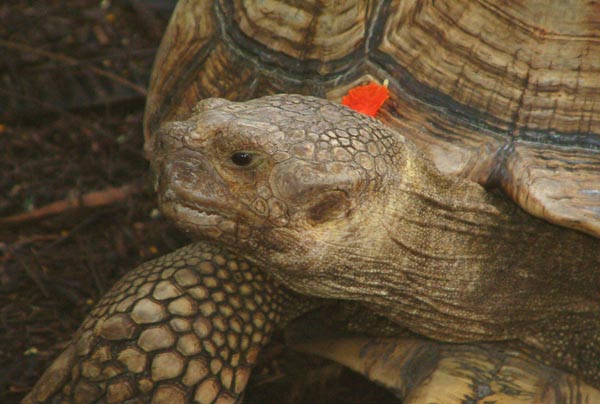 African Spurred Tortoise