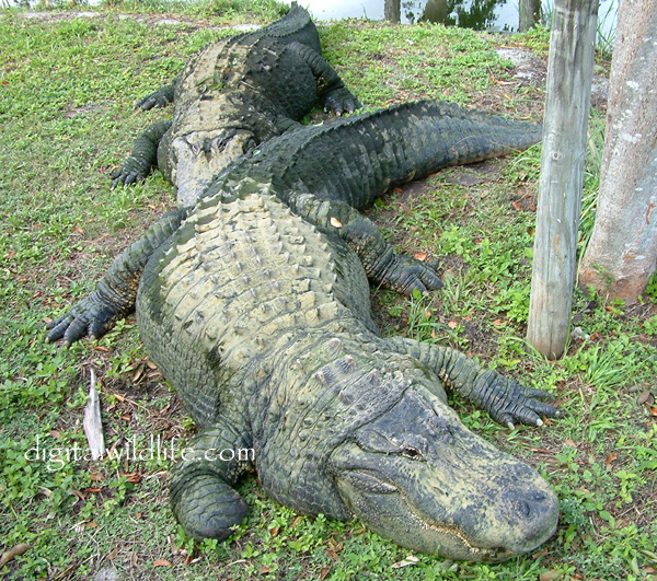 Alligator