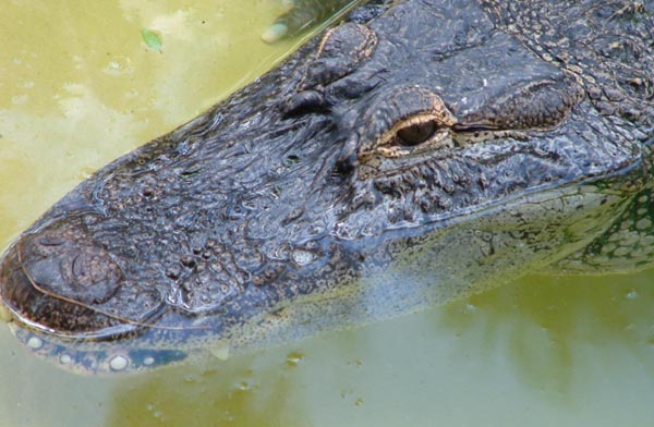 American Alligator