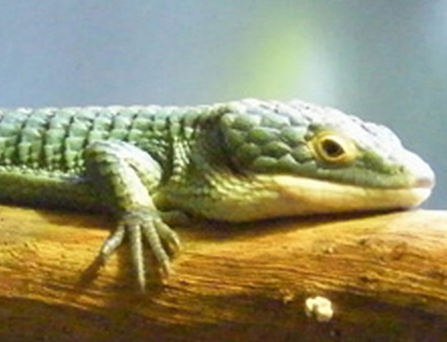Alligator Lizard