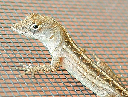 Brown Anole