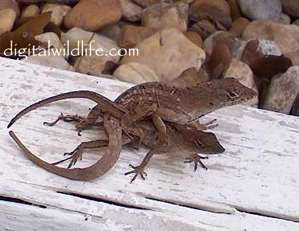 brown anole mating