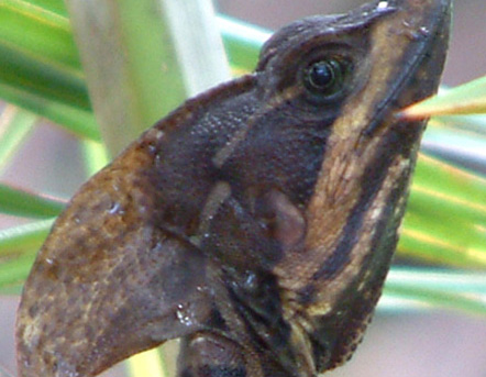 Brown Basilisk