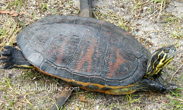 Florida Red-bellied Turtle