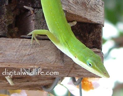 Green Anole