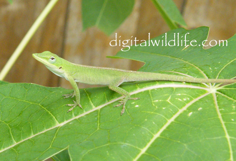 Green Anole