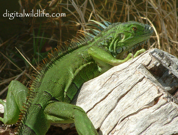 Green Iguana