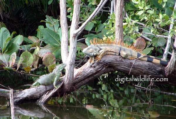 Green Iguana