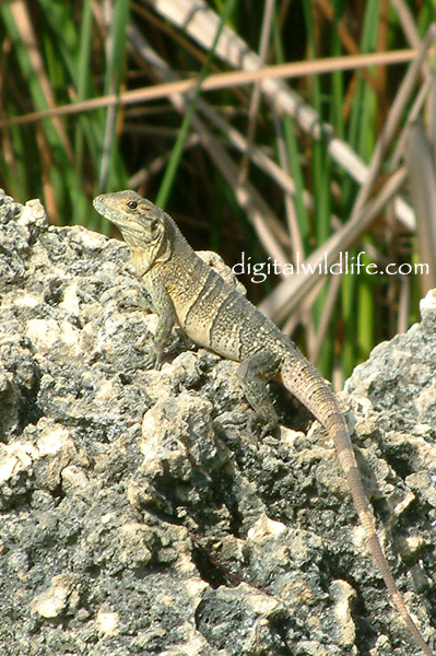 Spiny-Tailed Iguana