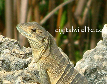 Juvenile 
            Spiny-Tailed Iguana