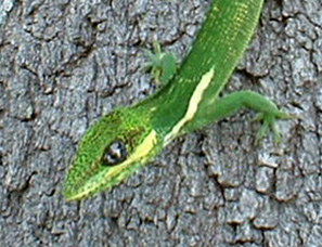 Cuban Knight Anole