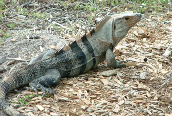 Spiny-Tailed Iguana