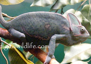 Veiled Chameleon