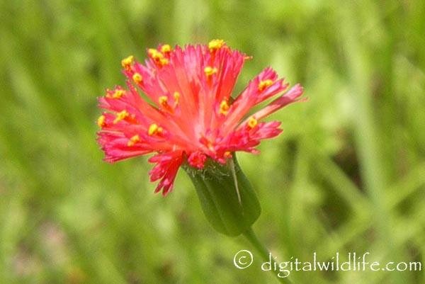 Tassle Flower